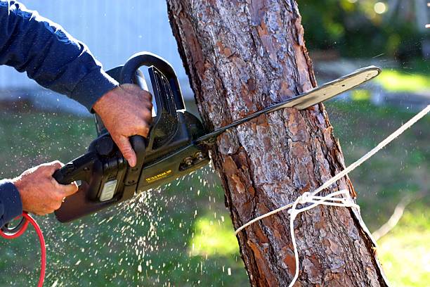 Trusted Fort Leonard Wood, MO Tree Care Experts