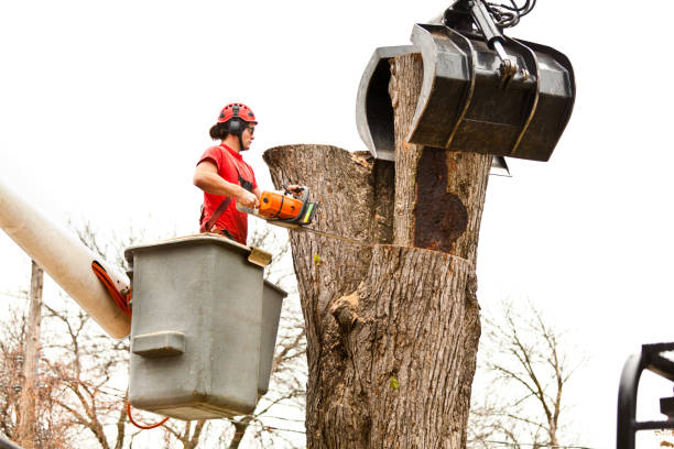 Best Emergency Tree Removal  in Fort Leonard Wood, MO